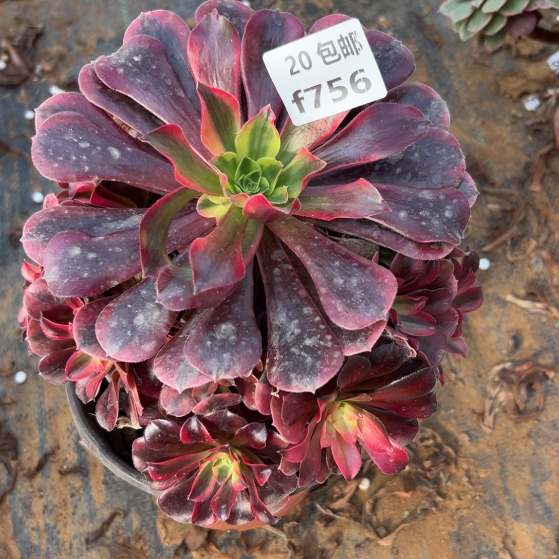 756凤冠，满20包邮嘟叮熊