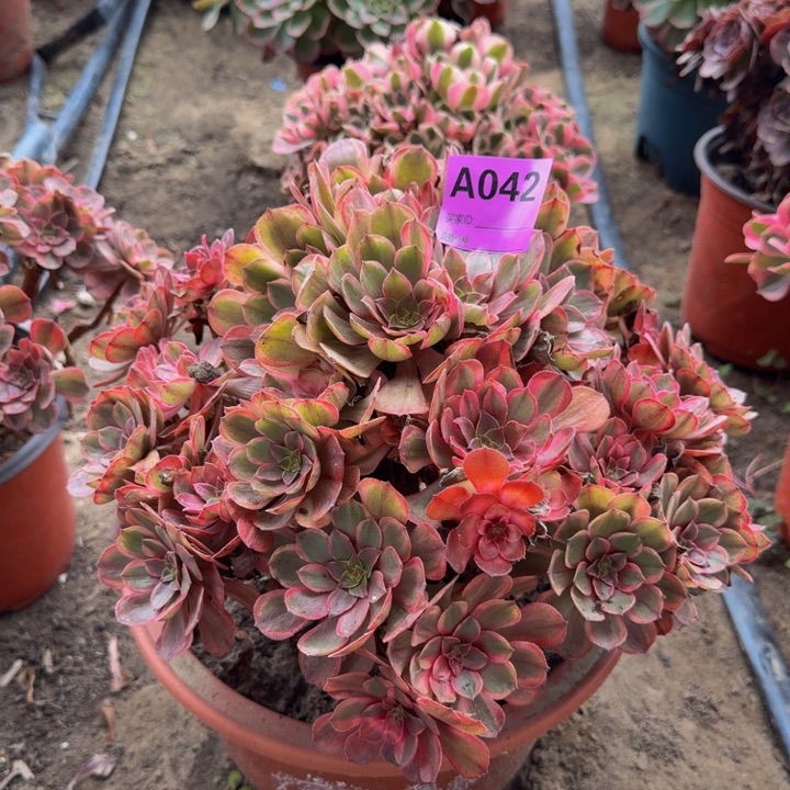 多肉不包侧枝法师微瑕疵042万七彩