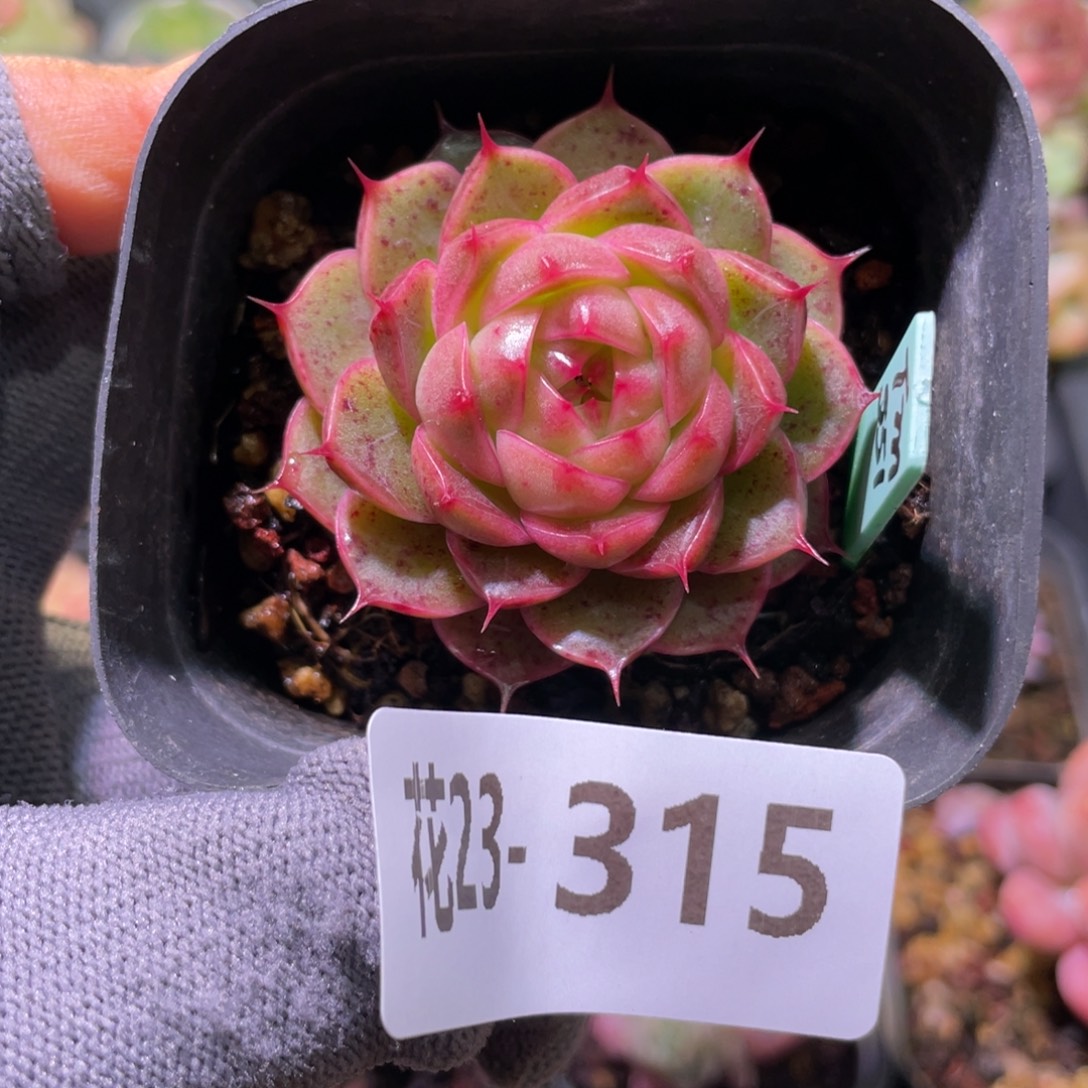 花利美23-315海王