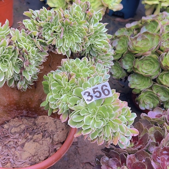 9***8多肉植物一个白凤追