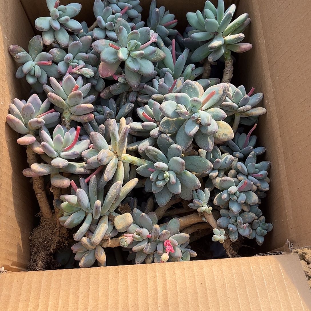 小号箱苹果奶不售后