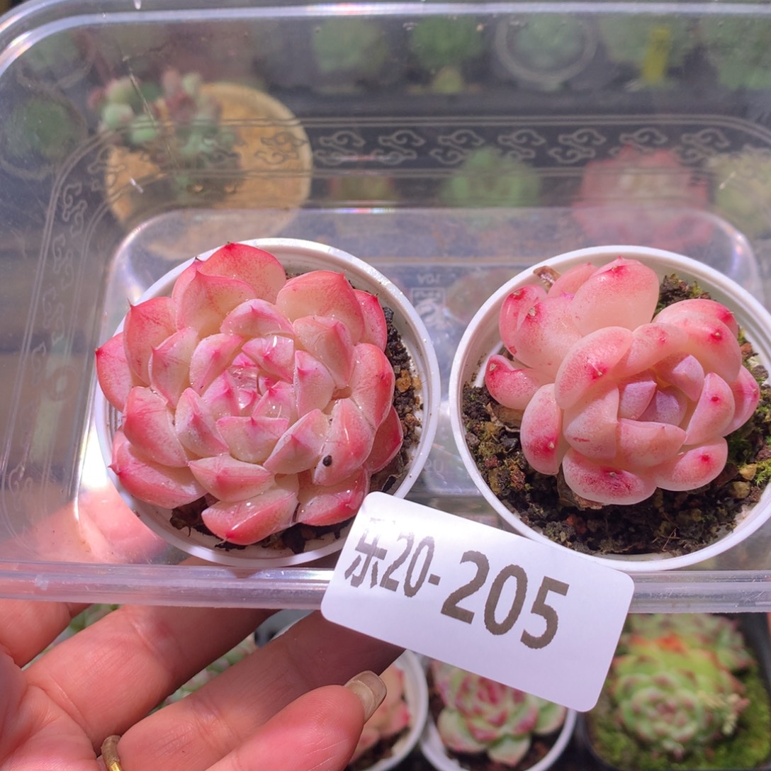 乐然20-205 框拍2颗 