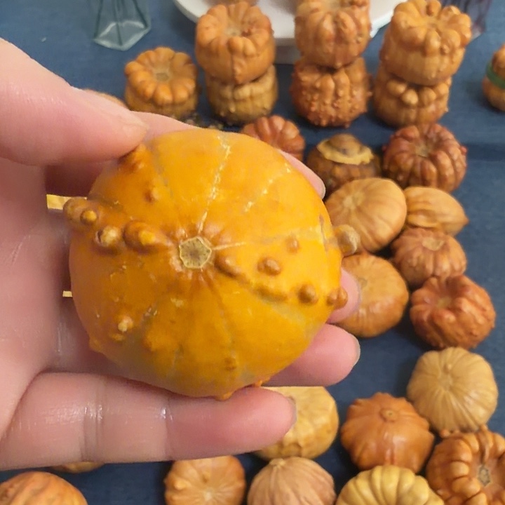 胡***芦墨西哥七彩疙瘩葫芦