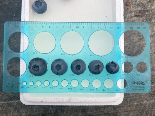 东港蓝莓优瑞卡T3