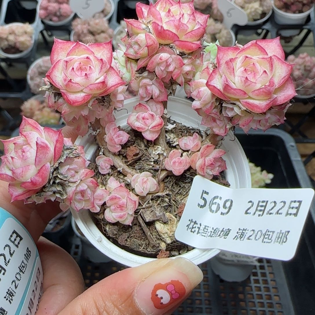 辰*花语逸境0222-569