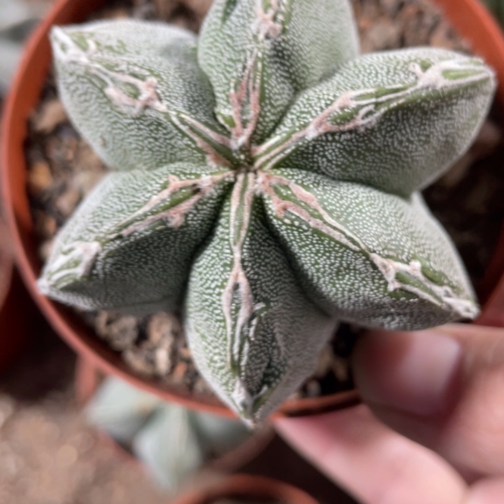 C***L实生恩冢杂交带盆发