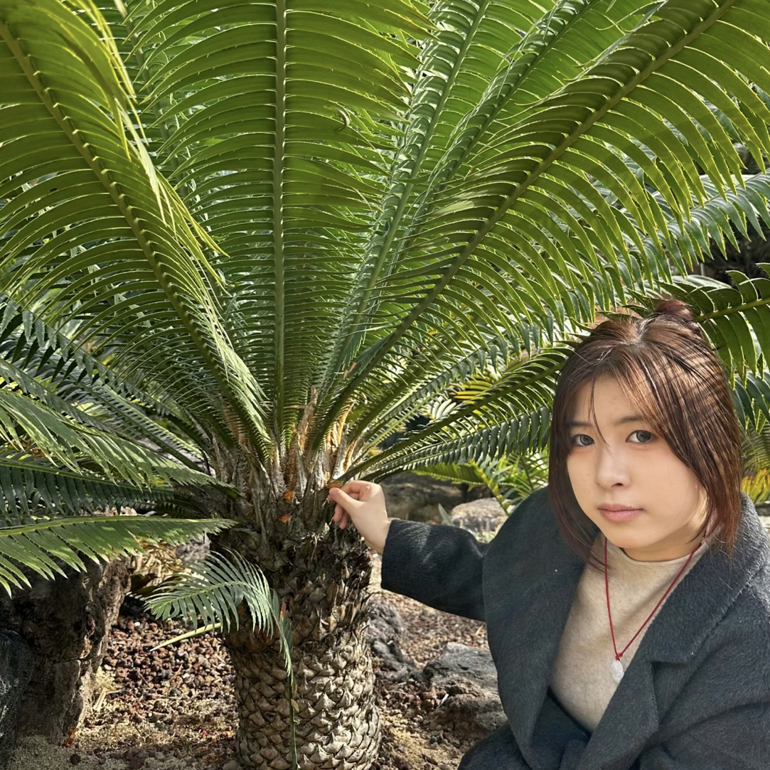 巨型双子铁 铁树盆栽室内外绿植客厅块根植物净化四季庭院多肉