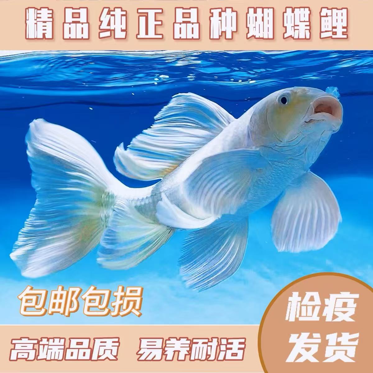 精品纯种台系蝴蝶鲤赛级贵妃体白普身可混养！