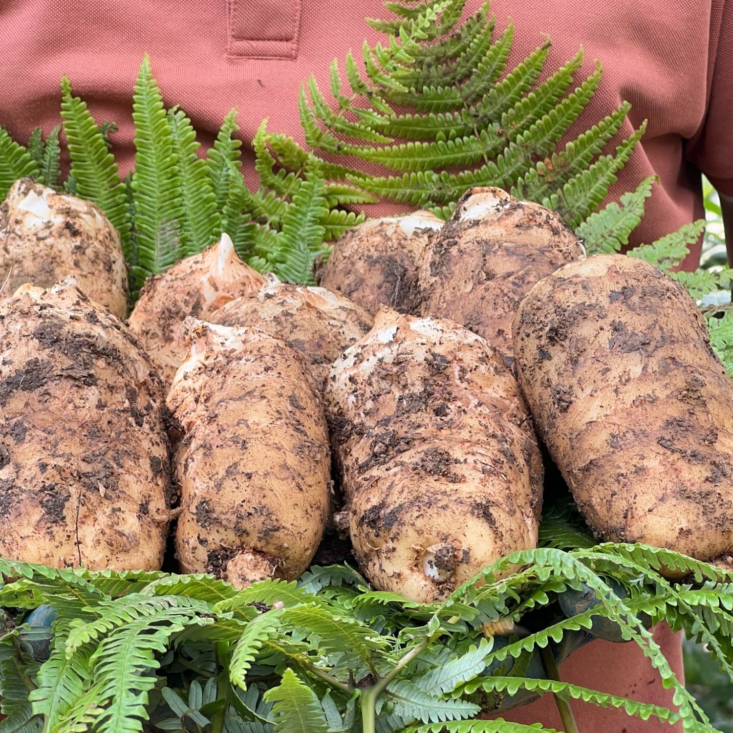 小草坝云上新鲜正宗云南昭通小草坝新鲜天麻天麻新鲜天麻天麻
