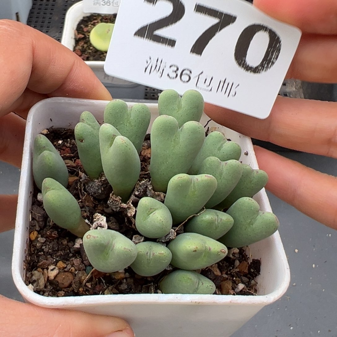 1.22好看的多肉270