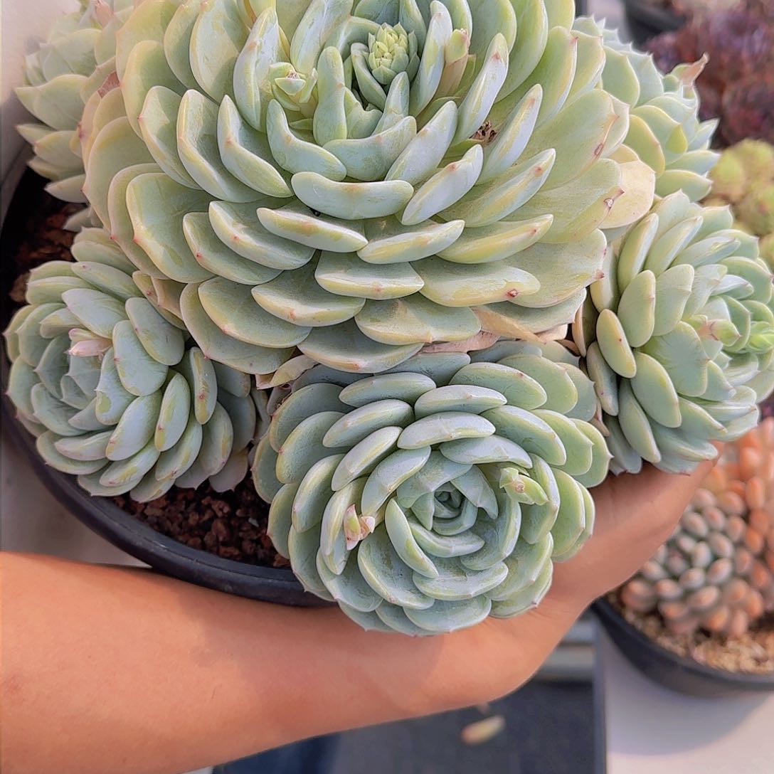 甜*1758劳林多肉