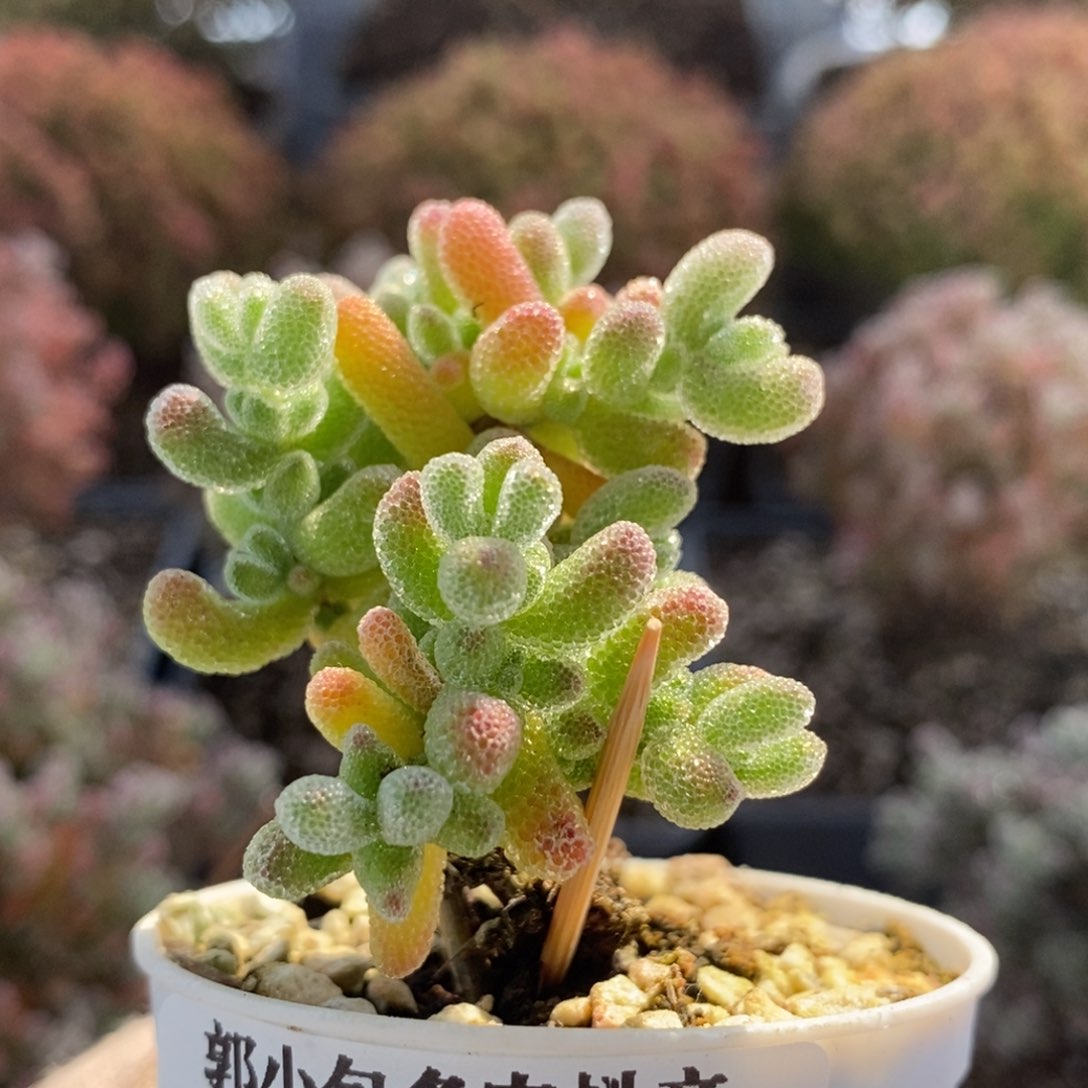 优选冰晶5560枝干番杏