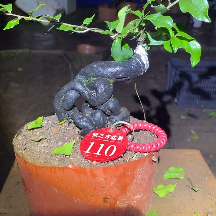 完全开放当前没有花