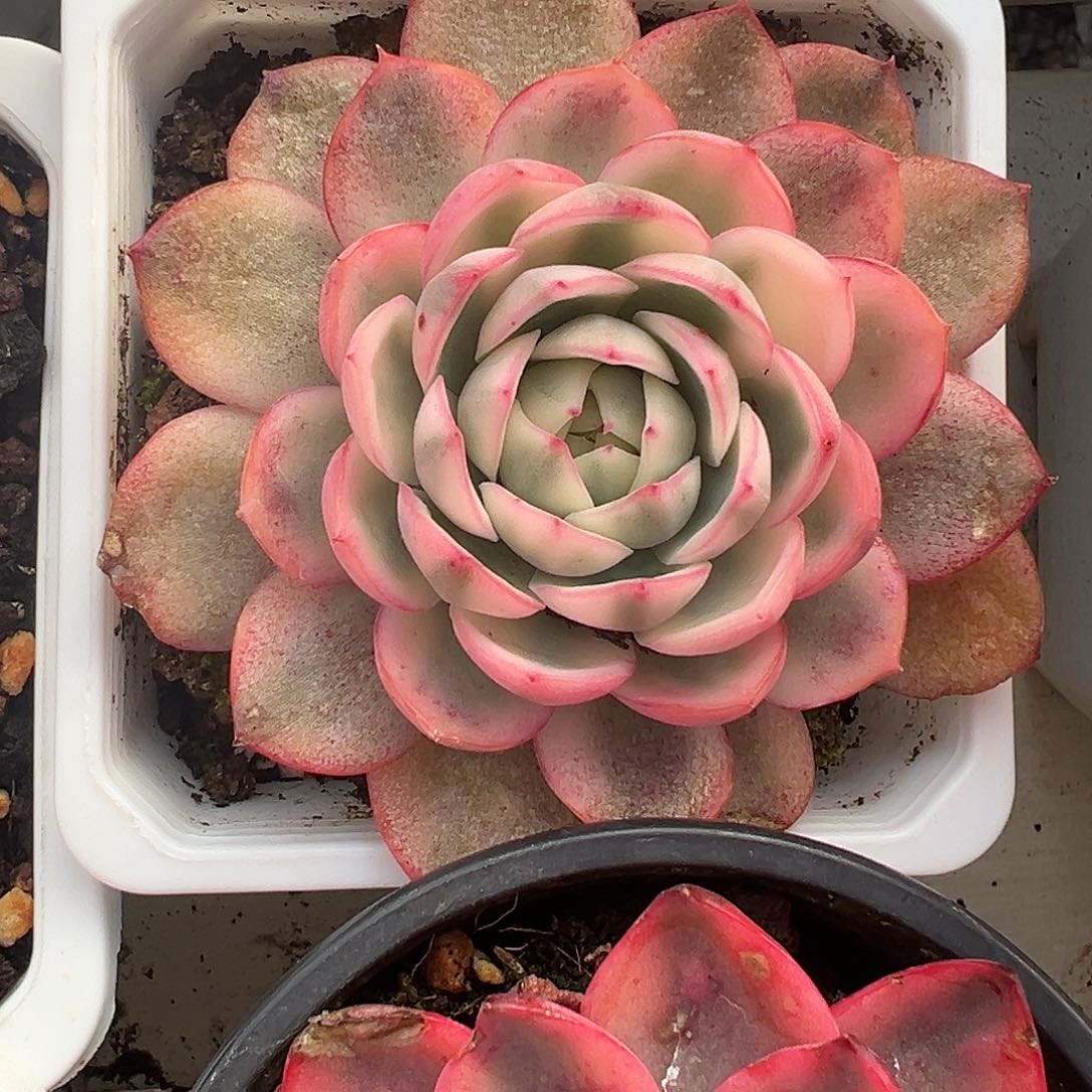 韩水晶锦多肉植物