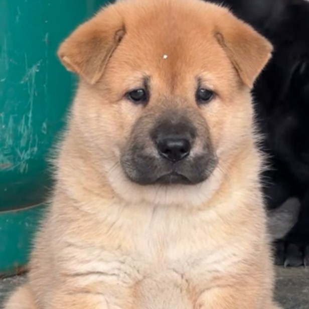 中华田园犬广西土猎犬五黑犬虎斑犬土松看家护院陪伴犬可爱萌宠