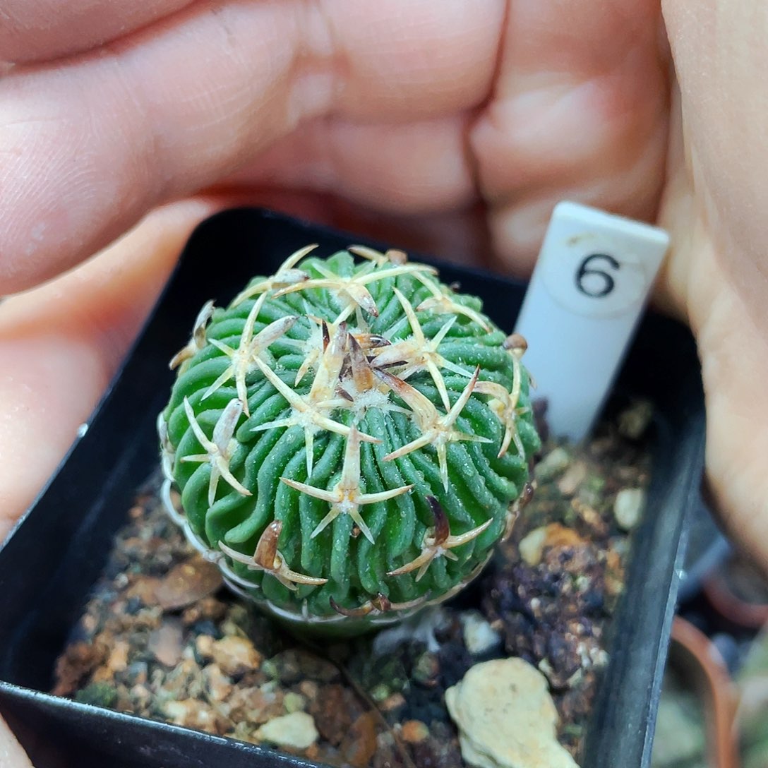 太刀岚非偏远地区25包邮仙人球