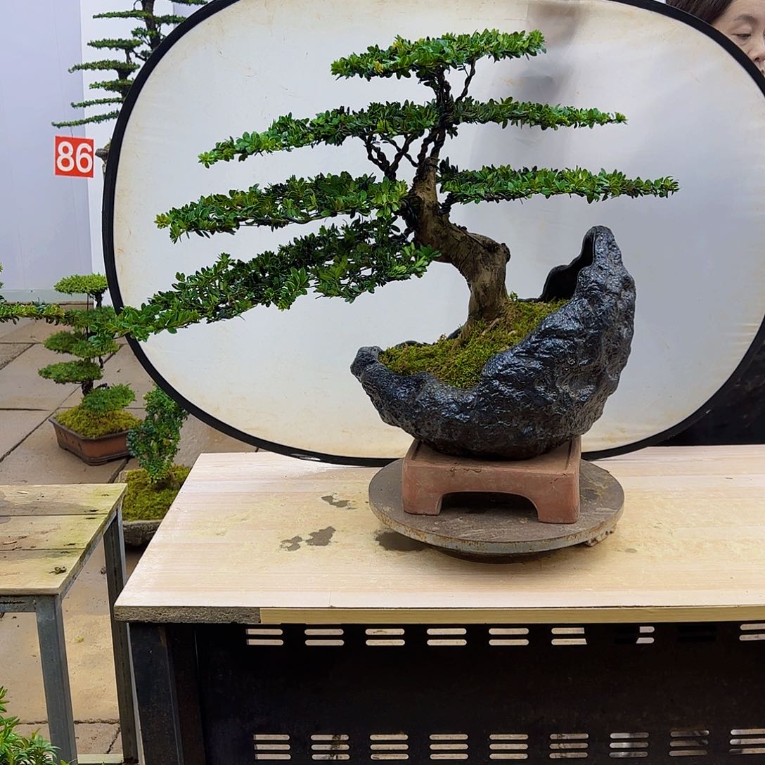 盆景直播间一物一拍