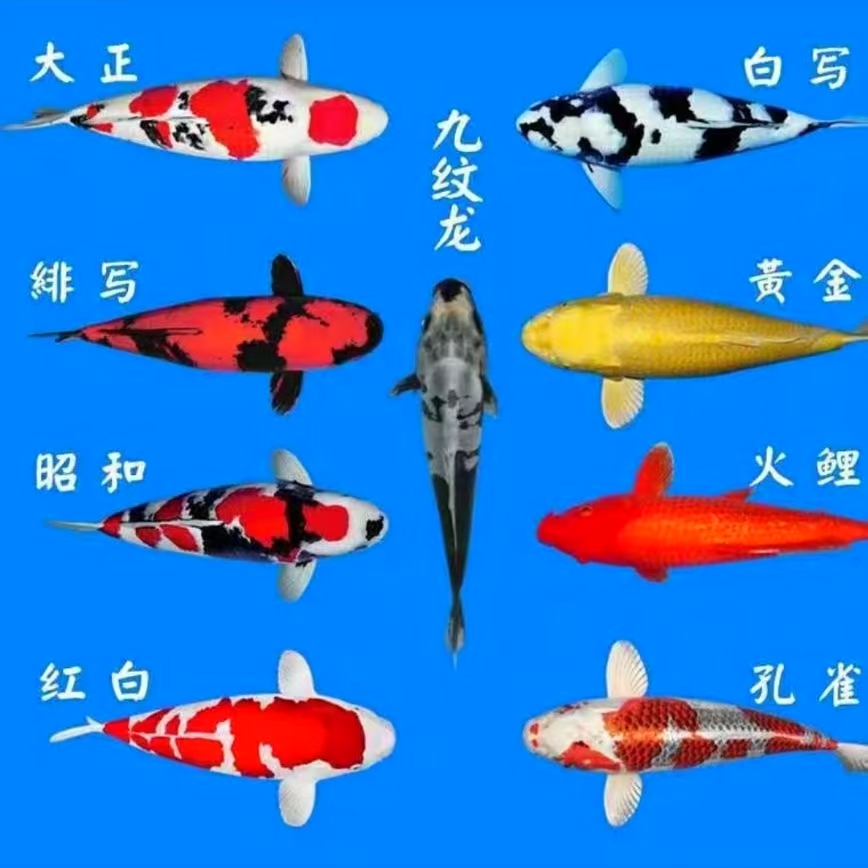 中阳直播选品锦鲤观赏鱼