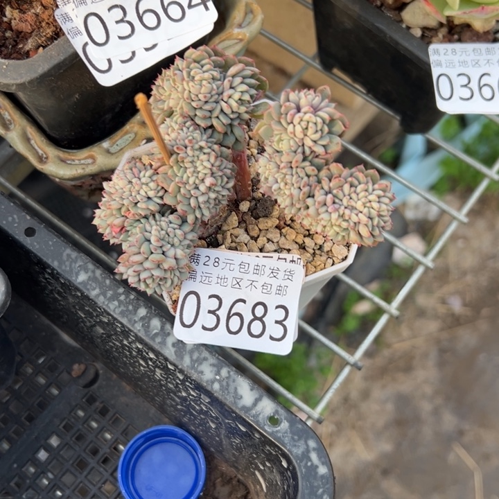 幸运的人会遇到你喜欢你