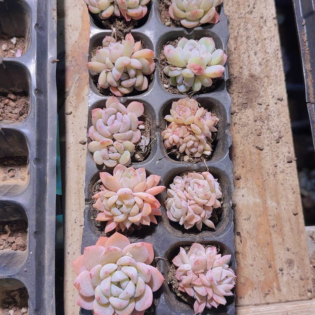 直播一物一拍多肉222