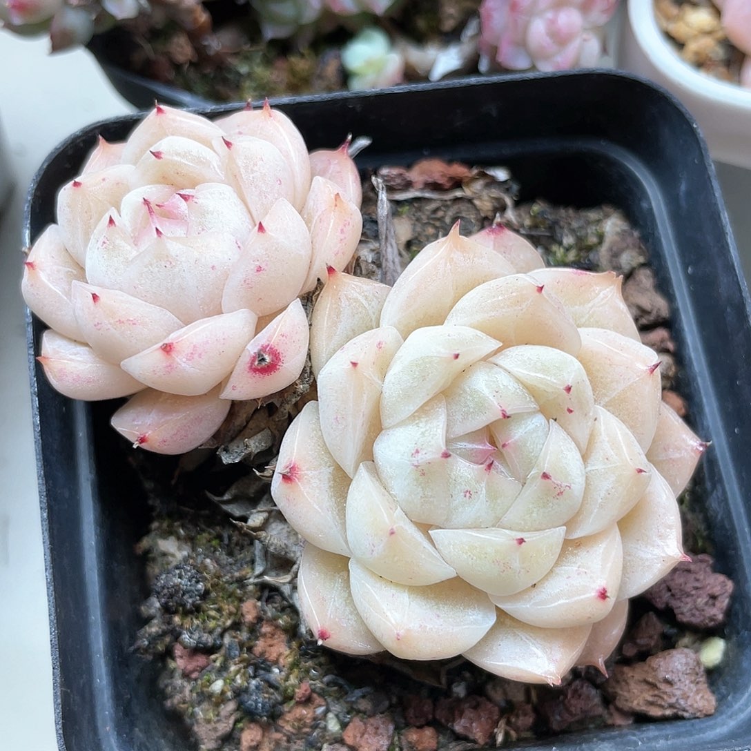 优选女王5号福利8260