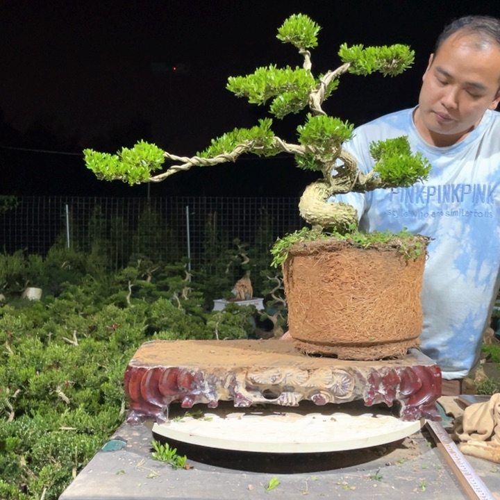 完全开放云****蔬黄杨盆景