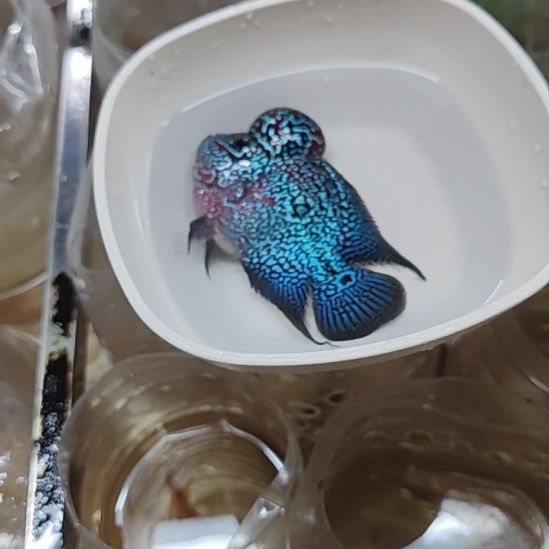 海水鱼66666666666666