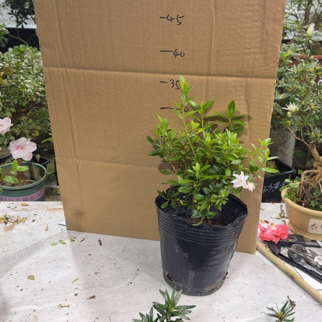 星***星完全开放女王杜鹃花