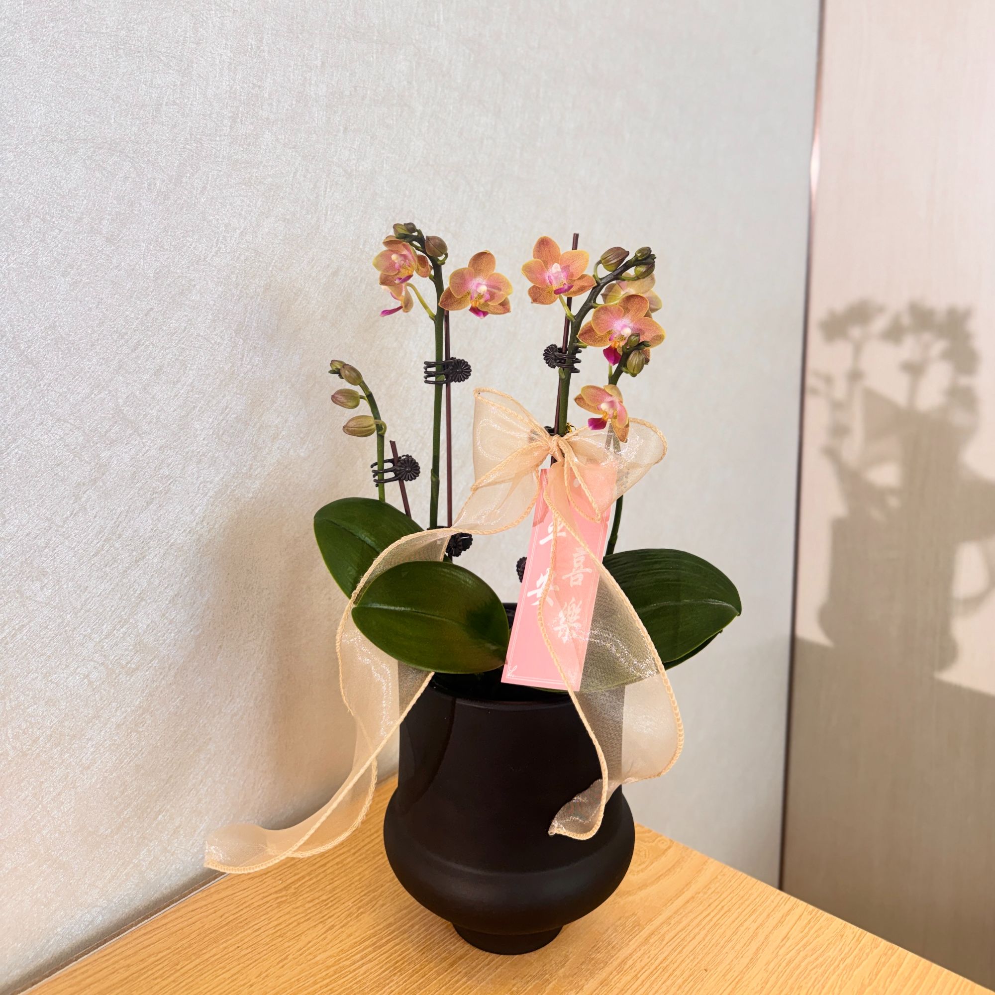 《1945》中小型带浓香分生种蝴蝶兰 橘黄色系桌面绿植 年宵送礼精选