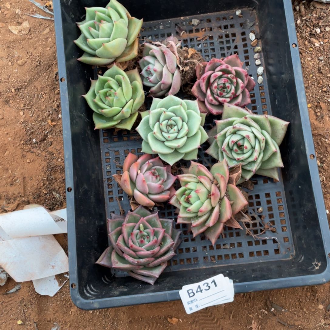 无花朵若如东云单拍B431