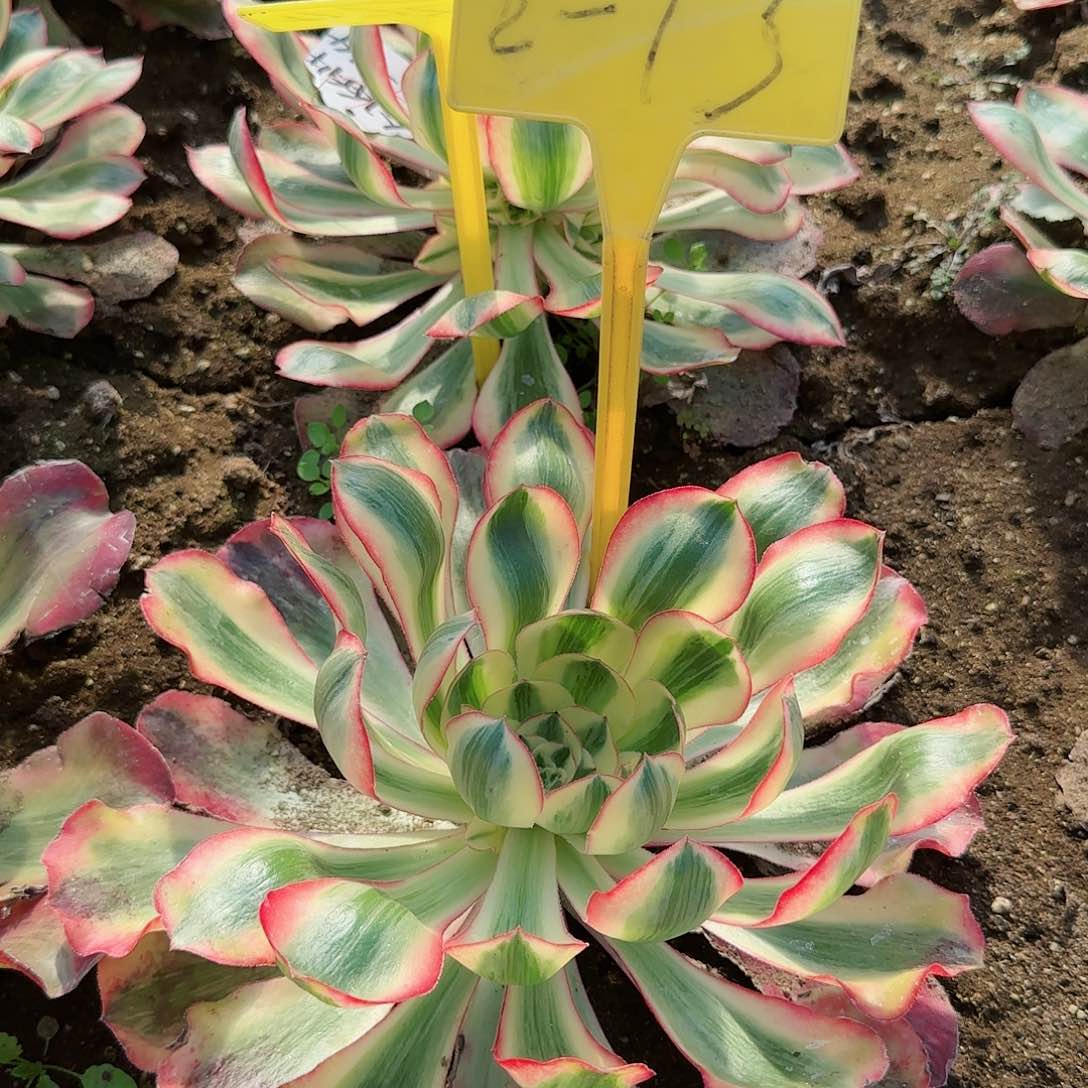 2-13---多头多肉植物爱丽丝