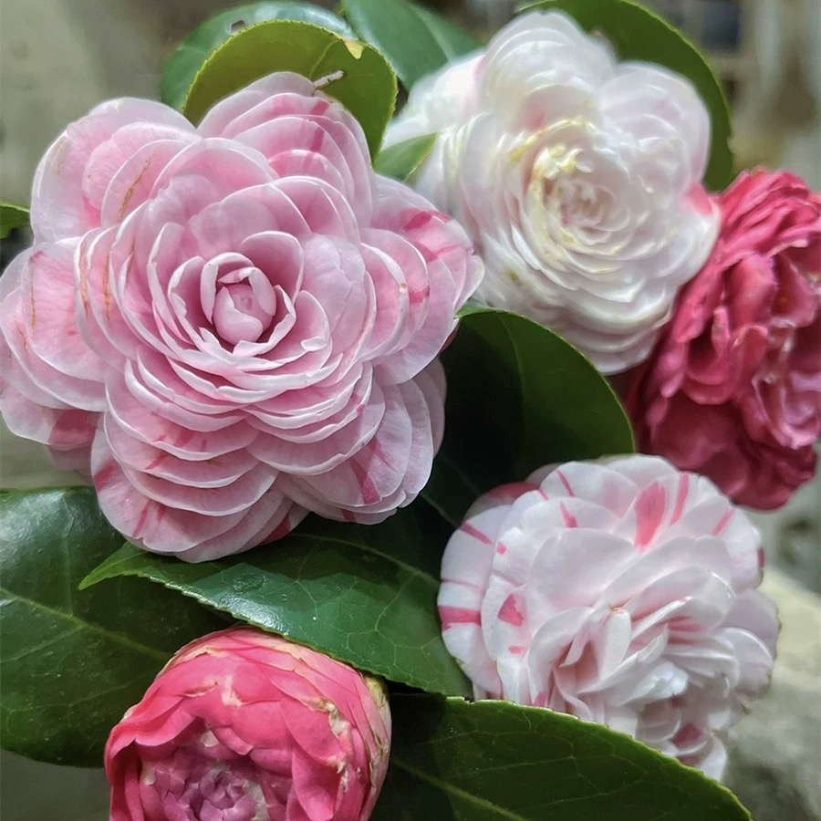 名贵品种十八学士茶花  盆栽多色 带花苞 原盆原土发货