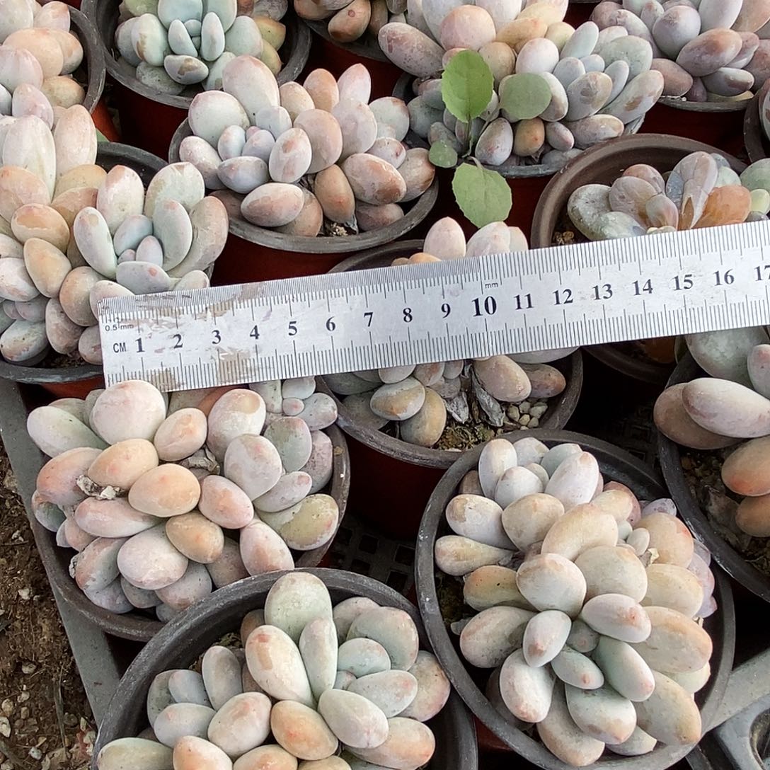 香水三头满9.9包邮