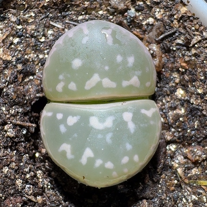 生石花111111。 166