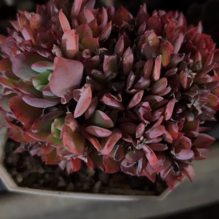 幸运儿是一位非常幸运