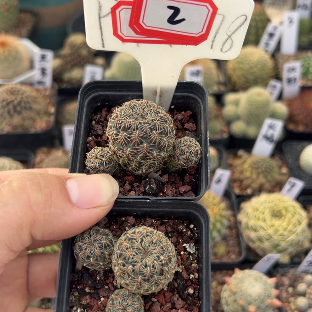 2开播福利沟宝山仙人球