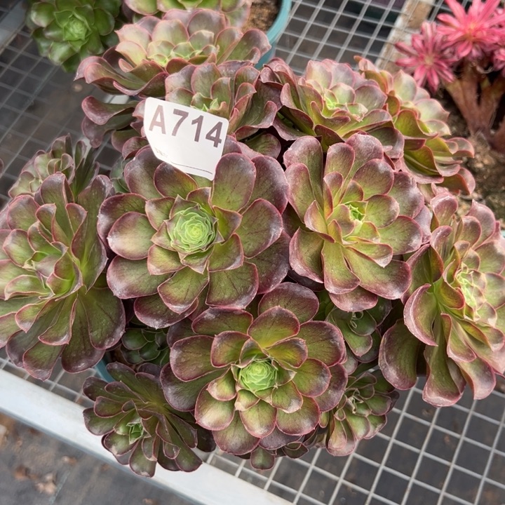 714魅金玫瑰朵朵25厘米左右