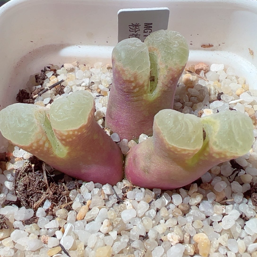 葵**理223-112.我是真的