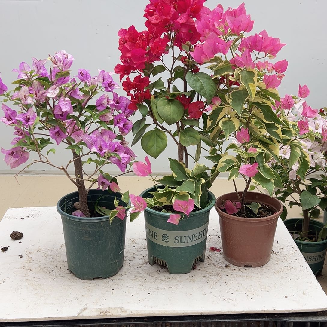 大部分花苞少量开放雪紫，加州红，蜡染粉