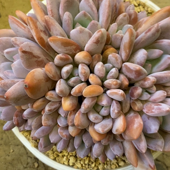 纽***扣888888888888888880