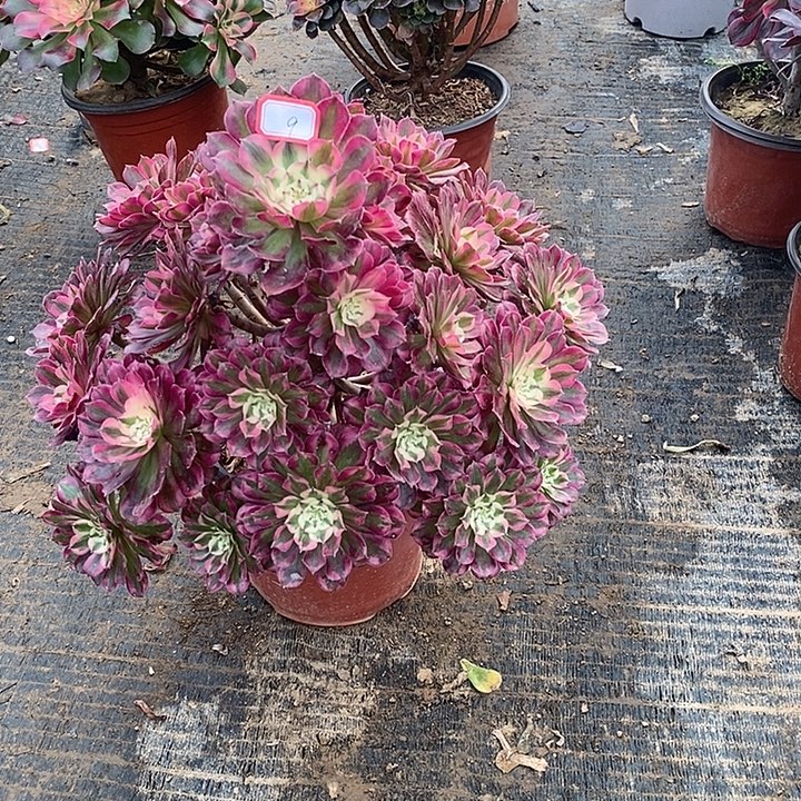 9，红铜白多肉法师多肉法师