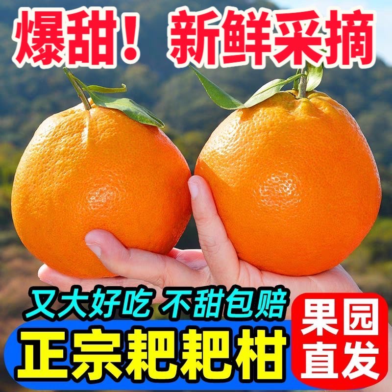 四川春见耙耙柑正宗新鲜当季孕妇水果丑桔橘柑超大果粒优选