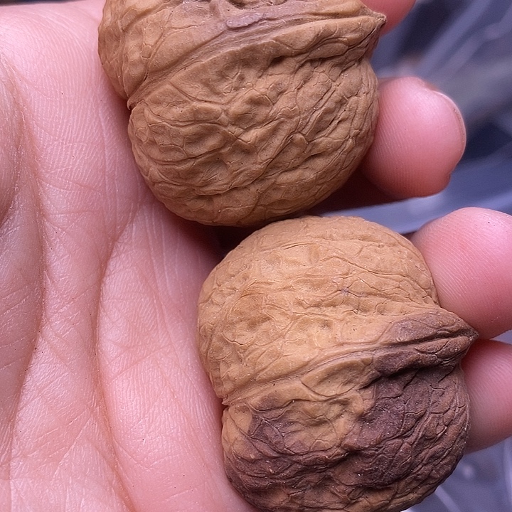 文玩核桃把件  161