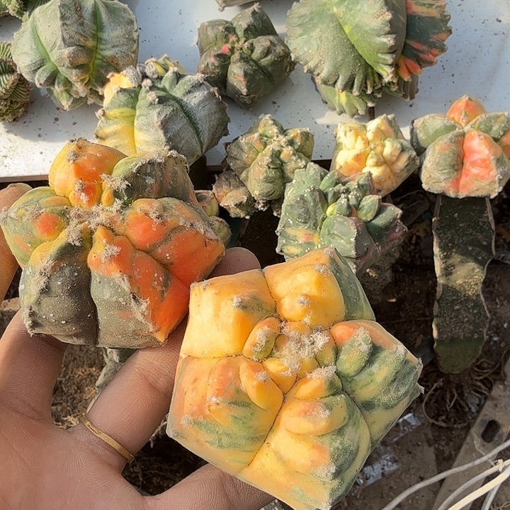财***寿龟甲鸾凤玉仙人球嫁接