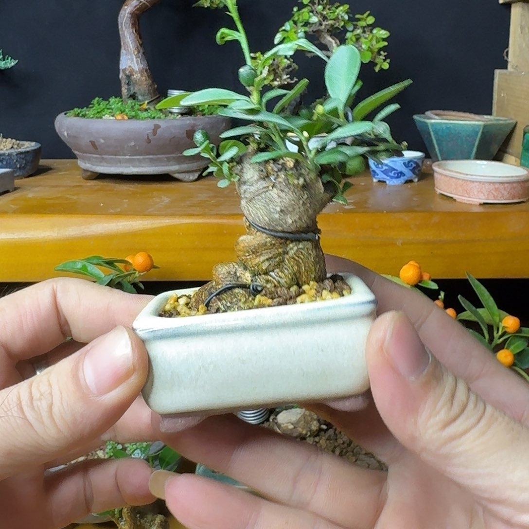 茶台盆景微小豆豆