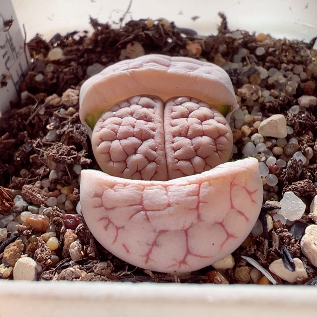 1209-187多肉多肉189荒玉