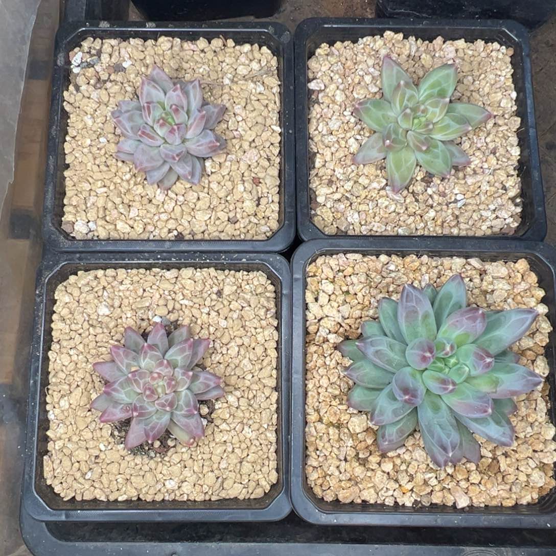 凉***。凉人梦 四颗雪黛丽 寄养