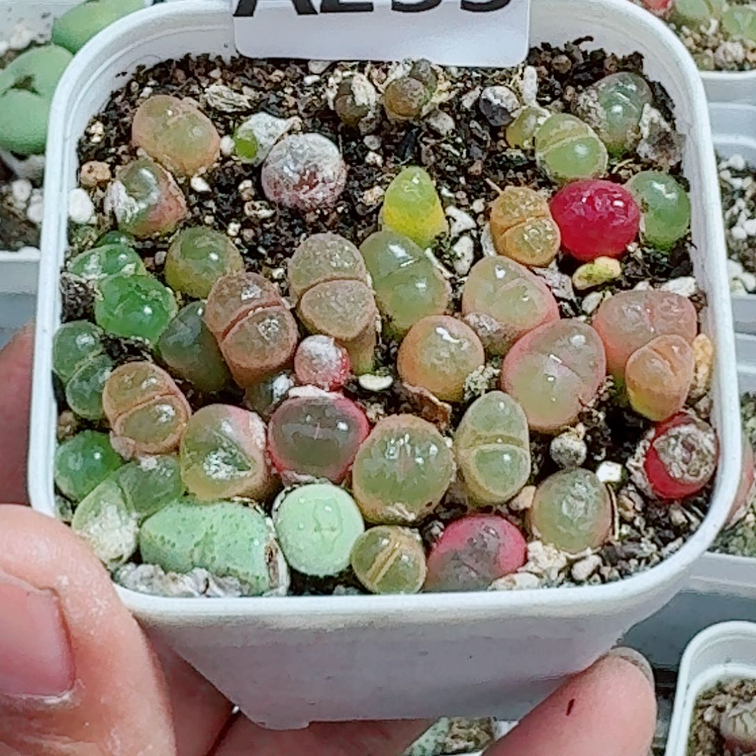 233多肉植物多肉植物