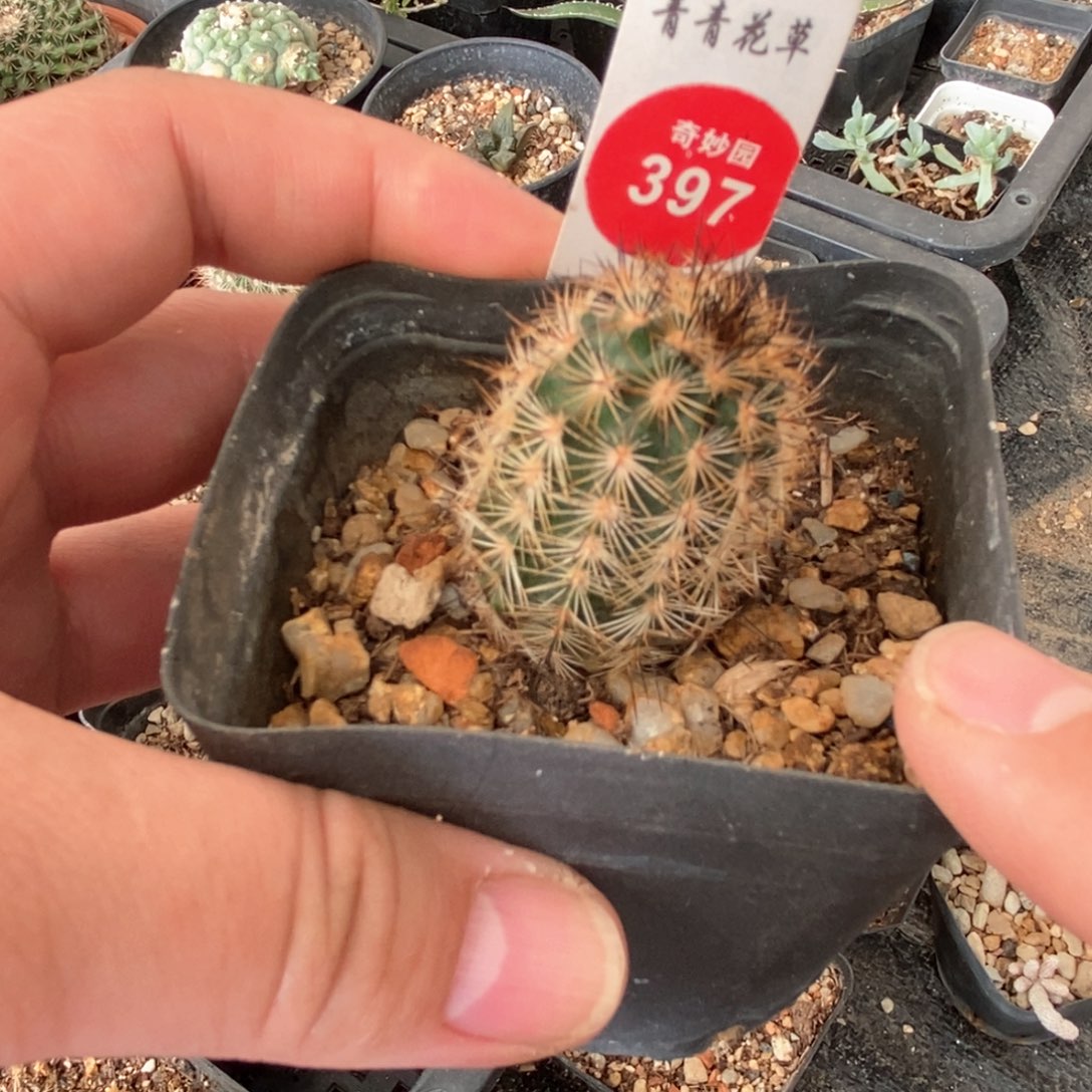 实生虾一棵仙人球