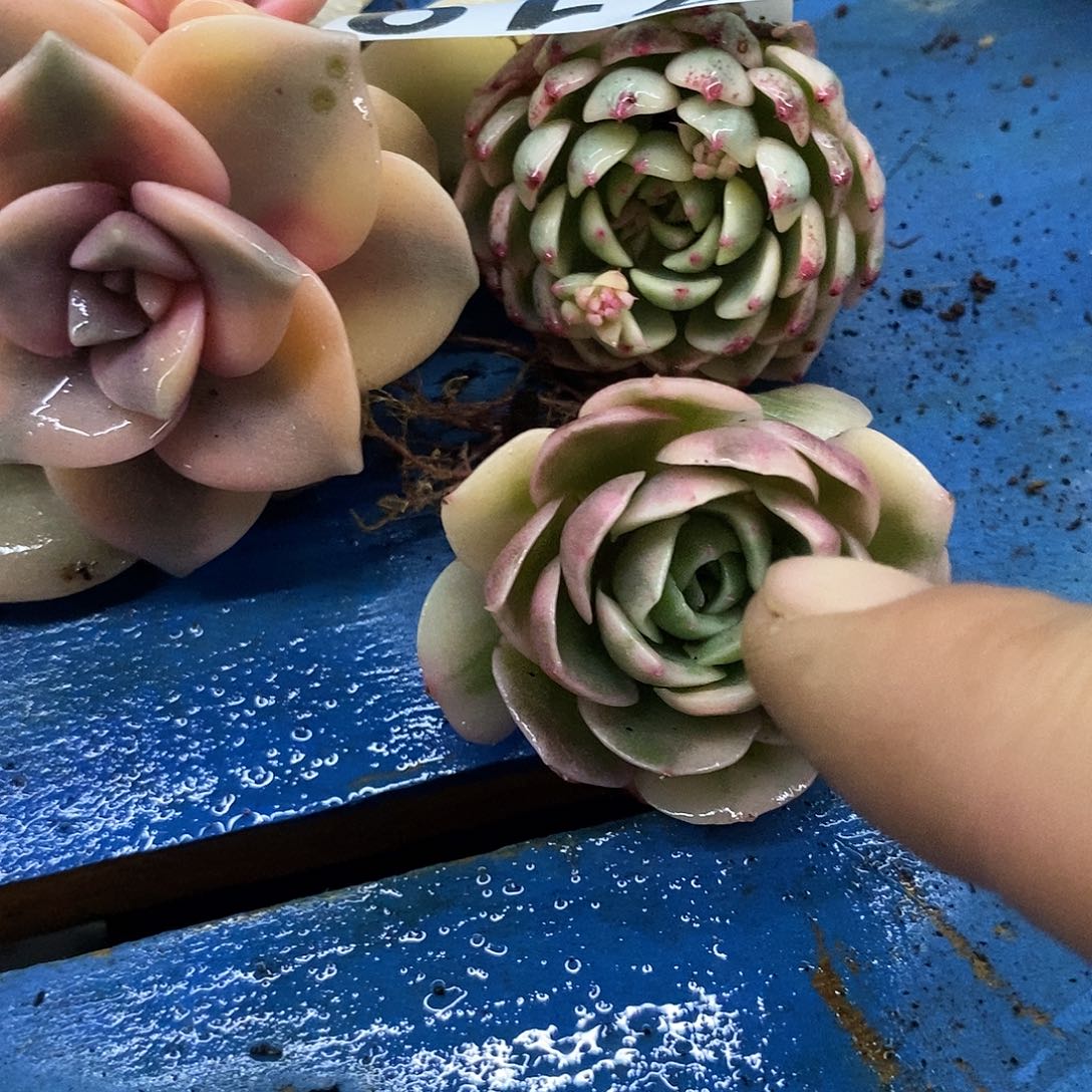 719三个多肉植物哇啦塞哇啦塞